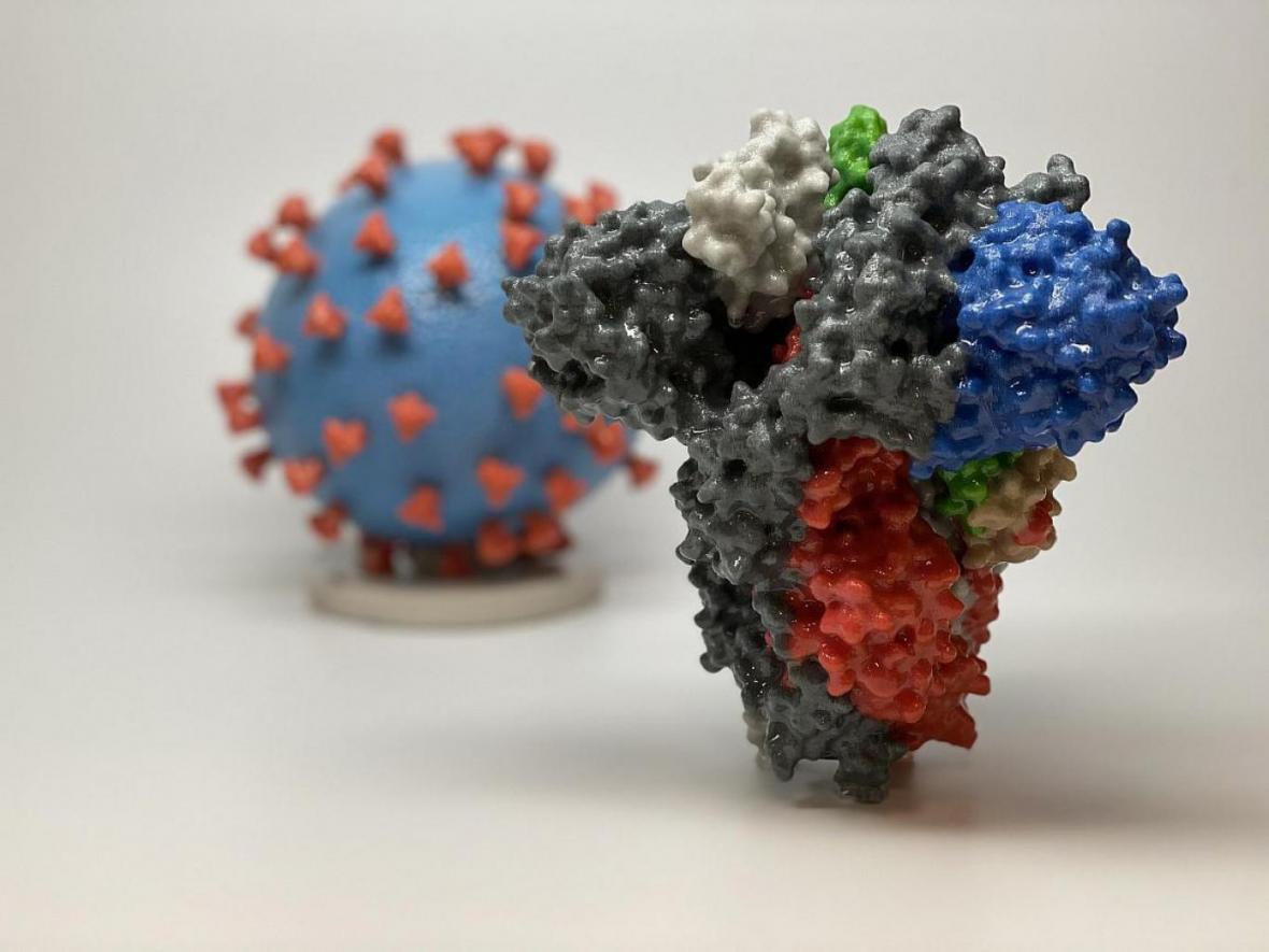 پروتئین انسانی؛ عامل افزایش قدرت ابتلای ویروس کرونا