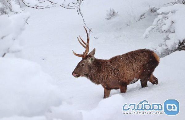 ورود تورهای گردشگری به جنگلهای گیلان تا خاتمه فصل گاوبانگی ممنوع است